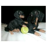 Danbury Mint Puppy Playtime Dachshund 10' Figure