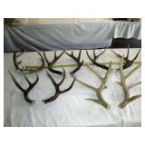 5 Sets - Texas Whitetail Deer Antlers