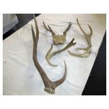 Axis & Fallow  Deer Antlers