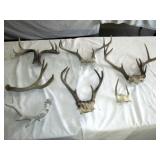 Texas Whitetail Deer Antlers