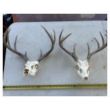 2pc Whitetail Deer European Taxidermy Mounts