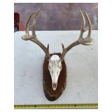Whitetail Deer European Taxidermy Mount