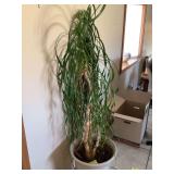 Pony Tail Palm Plant Planter 21" Tall With Plant 53" Tall