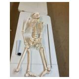 Life Size Posable Skeleton for Anatomy, 70.8
