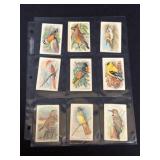 (11) Vintage Bird Cigarette Cards