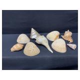 Assorted Sea Shells