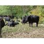 Online Angus Herd Retirement Auction