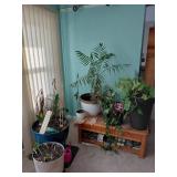 Live and Fake Plants