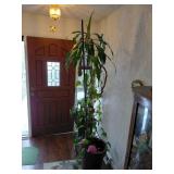 Live and Fake Plants