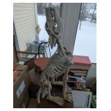 Canine Skeleton Anatomical Model