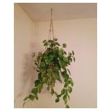 Hanging Pothos Plant in Basket