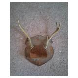 Taxidermy Antler Mount on Plaque