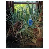 Large Potted Aloe Vera Plant