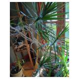 Dracaena Marginata in Green Ceramic Planter
