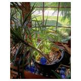 Potted Mixed Houseplants with Blue Glass Orbs