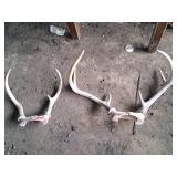 Two Sets of Deer Antlers With Skull Plate