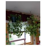 Hanging Pothos and Syngonium Houseplants