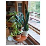 Potted Indoor Houseplants