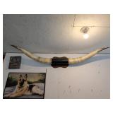 Mounted Longhorn Steer Horns, Approx 5ft Wide