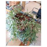 Mature Epiphyllum Orchid Cactus Plant