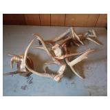 Deer Antlers and Skulls Lot