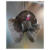 Wild Turkey Gobbler Taxidermy Wall Mount