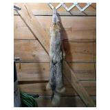 Tanned Coyote Pelt Fur Skin Hide Taxidermy