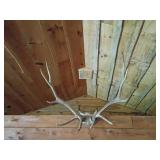 Mounted Deer Antlers Skull Cap Plaque