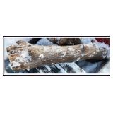BURL OAK WOOD LOG