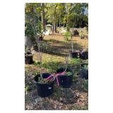 Pair of Landscape Trees