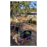 Pair of Landscaping Trees