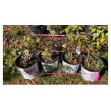 Four Proven Winners Hardy Hibiscus 3 Gal