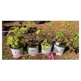 Four 3 Gallon Proven Winners Hardy Hibiscus Plants