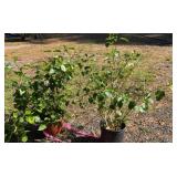 Two Tropical Hibiscus Plants