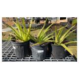 Three 2FT Aloe Plants