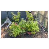 Two Hanging Multi-Plant Baskets