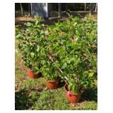Three 3 gallon Tropical Hibiscus Plants