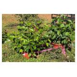 Two Tropical Hibiscus Plants