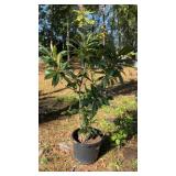 Loquat Tree
