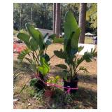 Birds of Paradise Plants (2 Large & 1 Small)