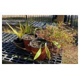 Aloe Vera Plants and More