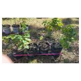 Four 3 Gallon Hardy Hibiscus Plants