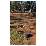 Two Crepe Myrtle Trees