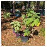 Four Angel Trumpet Plants
