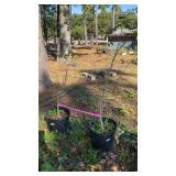 Pair of Landscape Trees