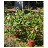 Two 3 Gallon Tropical Hibiscus Plants