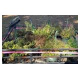 Assorted Hanging Plants - PLANTS ONLY