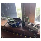 Aloe Vera, Cactus & Succulents in Pots