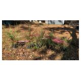 Five 3 Gal Iris Plants