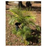 Majesty and Robelini Palm Plants